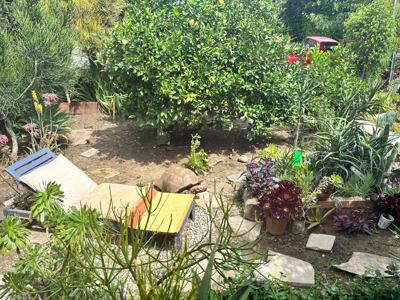 Artist's retreat, Lush garden & Giant Tortoise! 5