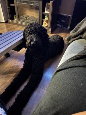 Poodle 3