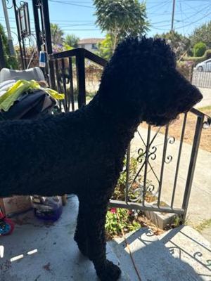 Poodle 2