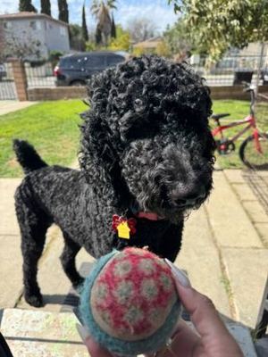 Poodle 5