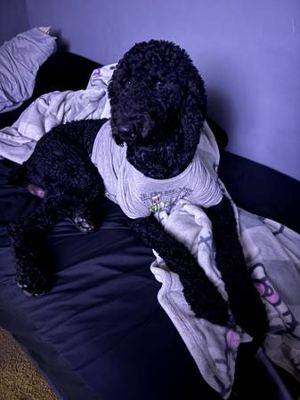 Poodle 1