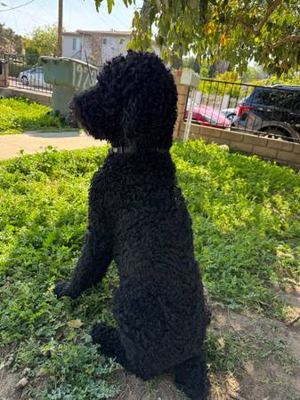 Poodle 4