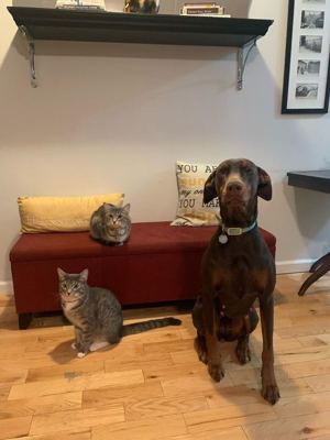 4 BR for rent — 1420 Newkirk Ave APT 3L, Brooklyn 1