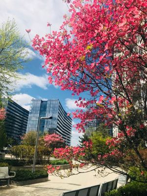 2 BR for rent — 131-03 40th Rd, Flushing 1